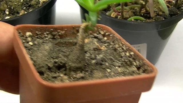 Mestoklema tuberosum обрезка 29 09 2021