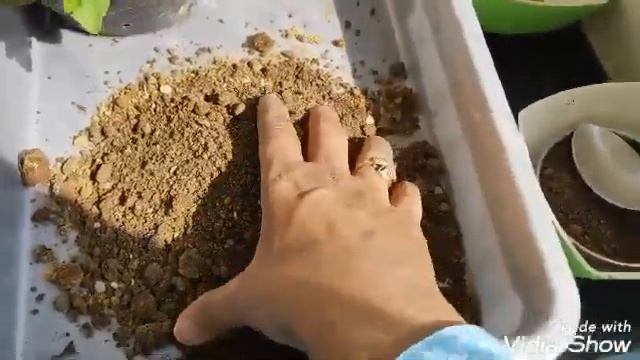 फूल वाले पौधे की रिपोटिंग कैसे करें | How to repot a flowering plant | tips to grow flowering plant