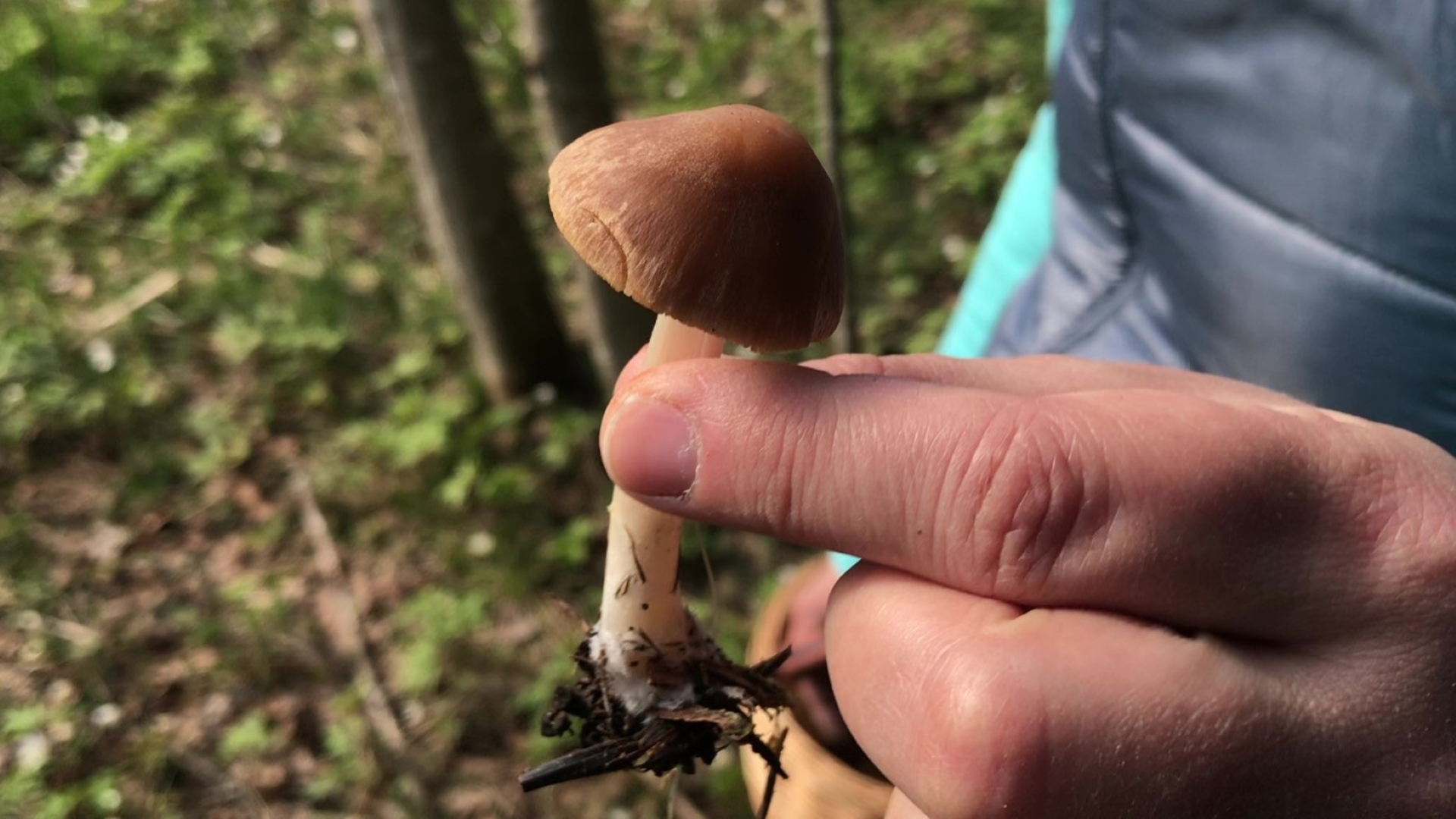 Псатирелла серо-бурая (Psathyrella spadiceogrisea). Как выглядит гриб на месте произрастания.