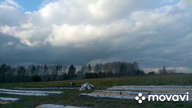 Укрыли к зиме всю клубнику. 0.4Га клубники  за один день вдвоем. Схема укрытия. Что скажите?