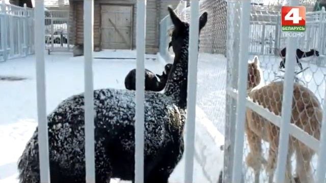 Утро хорошего дня. Диалоги в зоопарке. 30.11.2016