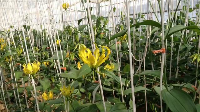 NYC floral buyer's visit to JA Aichi-Minami growers in Japa