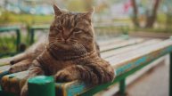 5.7K Canon EOS 5D Mark III RAW Video | Anamorphic Mode | Almaty