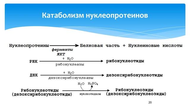 Лекция 8 ОБМЕН СЛОЖНЫХ БЕЛКОВ
