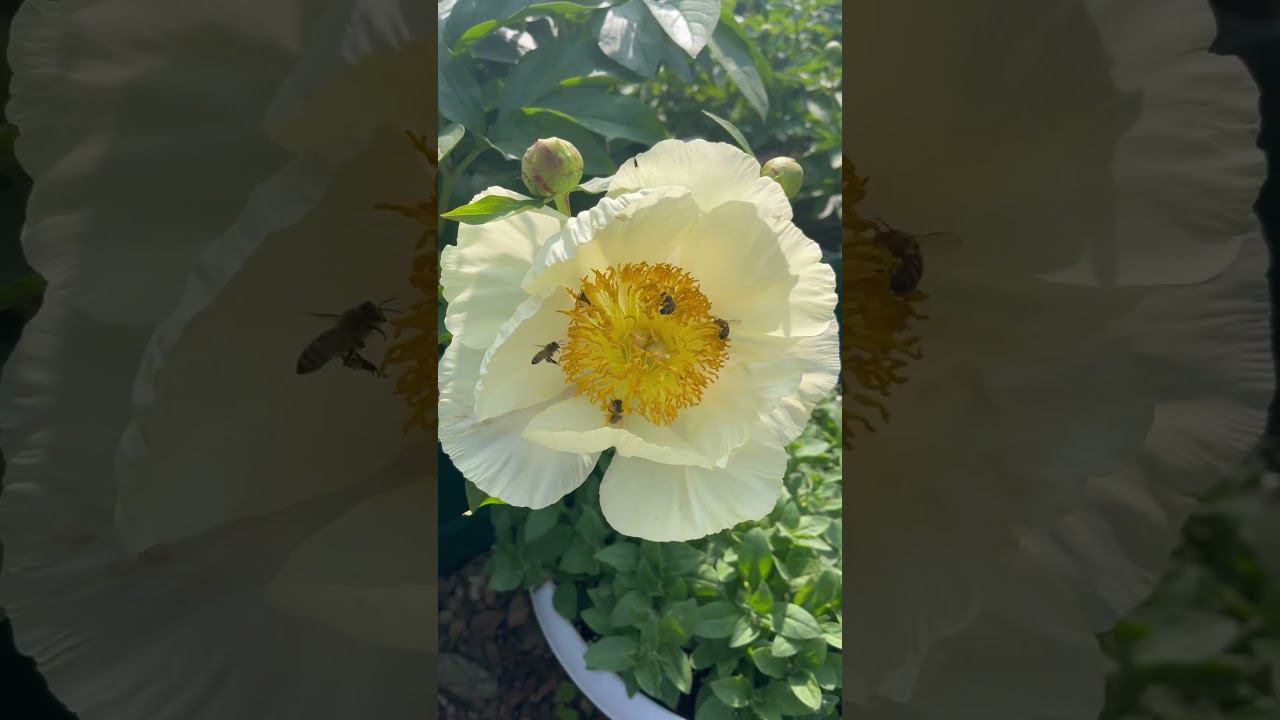 Рой Персонс Бест Йеллоу. Но вообще - это про пчел  #пионы #paeonia #обзорсортов #пионовыйрай
