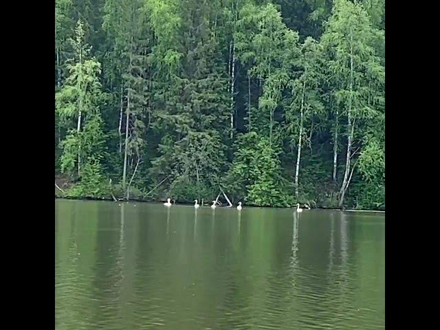 Лебеди на Лысьвенском пруду у д/о Сокол. 23.05.2021 г.