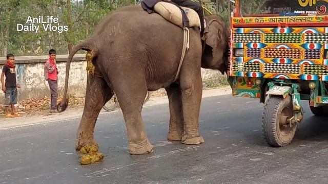Elephant Video Funny  Bangladeshi Elephant Poop  Watch How Elephant Defecate On Bangladesh Street