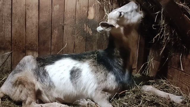 Зачем мне козы!#топ #козы #рек #shortvideo #goats #рекомендации #люблю #деревня