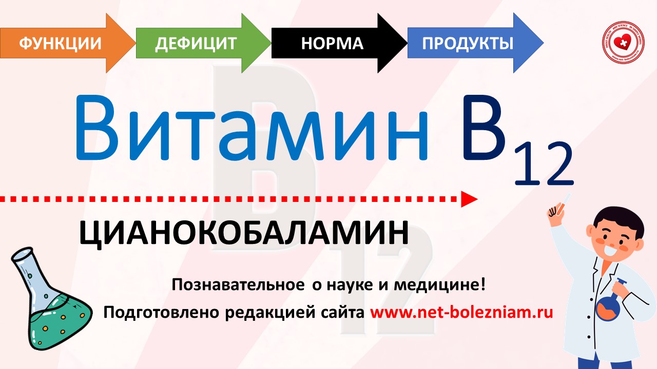 Витамин В12 (цианокобаламин): функции, гиповитаминоз, норма и продукты питания