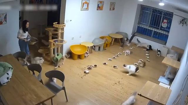 видео с забавной реакцией толпы домашних кошек на раскаты грома