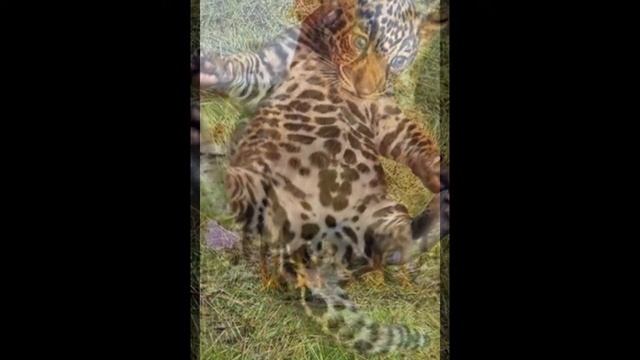 Наши любимцы.....))))) автор Нина Коваленко.