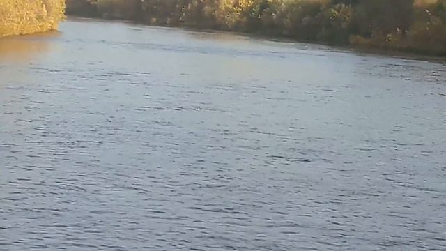 Котенок плывет по реке
