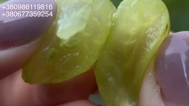 ? ВИНОГРАД ПАРФЮМ.  НАДРАННІЙ КИШМИШ