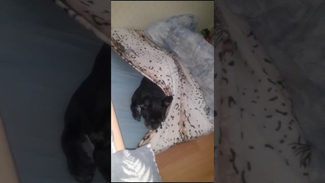 Моняша и её попочка в тепле ????
Как она умудрилась залезть ?
11 дней как ты ангелочек ??