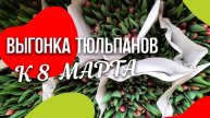 Выгонка тюльпанов к 8 марта. Аренда теплицы для выгонки