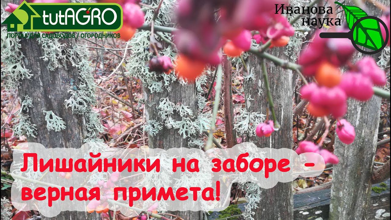 ЧТО ОЗНАЧАЕТ КОГДА ЛИШАЙНИКИ ПОЯВИЛИСЬ НА ЗАБОРЕ? Вот что надо делать с лишайниками теперь и всегда!