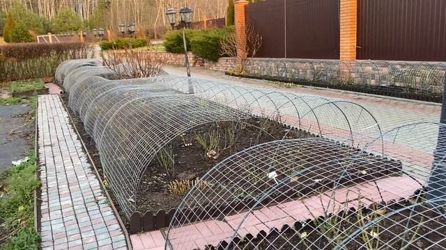 Розы. Важные моменты  о которых Вы должны обязательно знать. Ответы на Ваши вопросы. ???