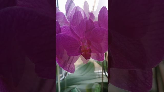 Цветение фаленопсисов, мои орхидеи. #орхидеи #фаленопсисы #цветы #комнатныецветы #красивыецветы