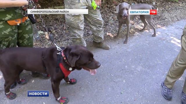 Собаки на помощь человеку