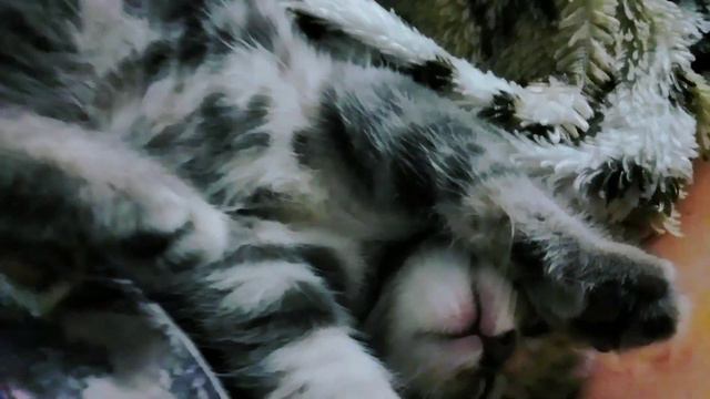 Первый день дома. Сладкий сон🤗🐈😴😴😴 Котенок Саймон🐈