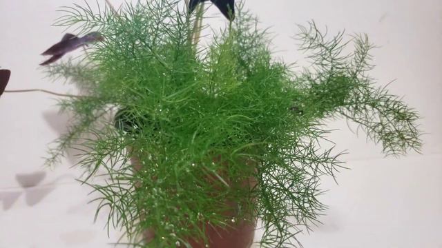 ASPARAGUS Fern | How I care for Asparagus Densiflorus | Asparagus Fern Care Tips