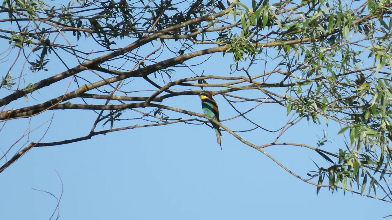 Золотистая щурка (Merops apiaster)