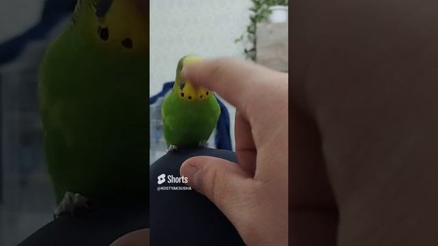 Играем с Волнистым попугаем