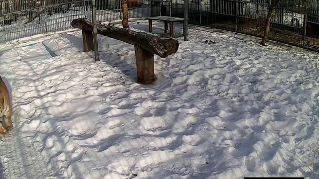 Веб-камеры К24: встречаем утро с тигром в Барнаульском зоопарке