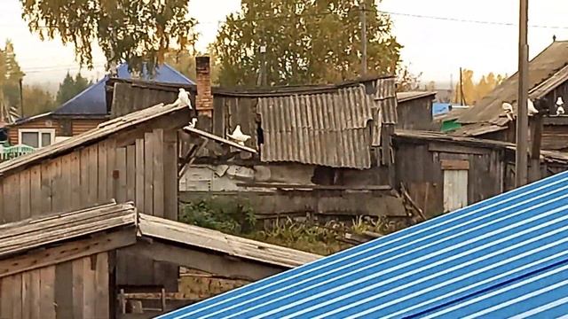 деревня и голуби