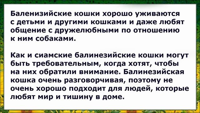 Балинезийская кошка, описание, уход, Породы Кошек