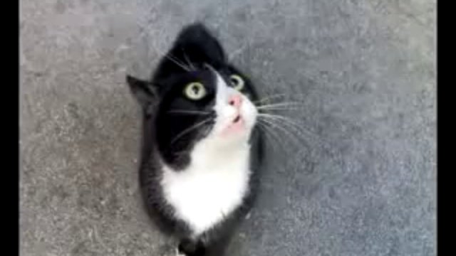 я вам говорю что я кот!!!
