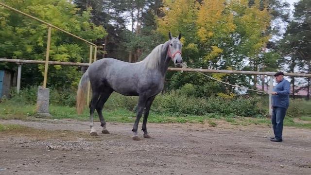 продам кобылу