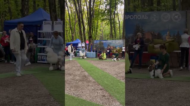 Бивер Костбар Шатц Иллюзия 14.05.2022 BEST IN SHOW JUNIOR-1!!!