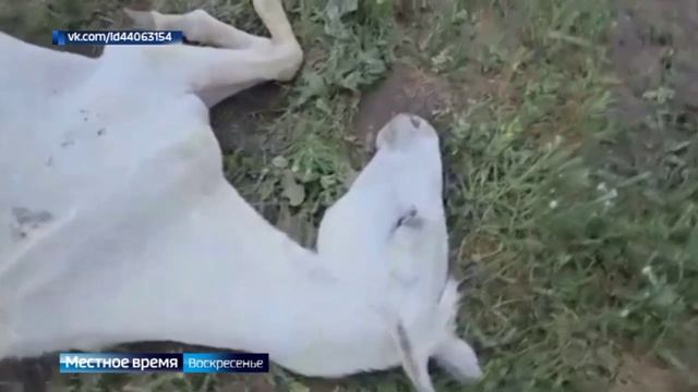 Ветеринарам не удалось спасти умирающую на конезаводе Ставрополья лошадь