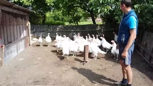 Дрессировка индюков!!!