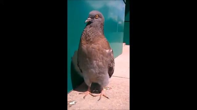 Голубь мистика часть 1