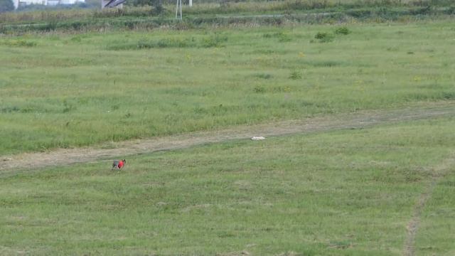 Тайский риджбек ELFGRACE BAKHIDZHA INAM HAYAT. ЧРКФ Суханово 2019. 2-ой забег.