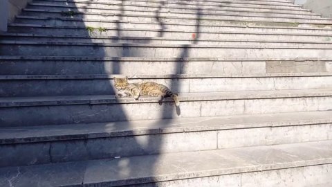 Стамбульские коты и кошки - главные хозяева Стамбула 🐈