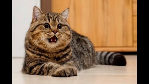 № 39. Глаза-ЗЕРКАЛО кошачьей ДУШИ.