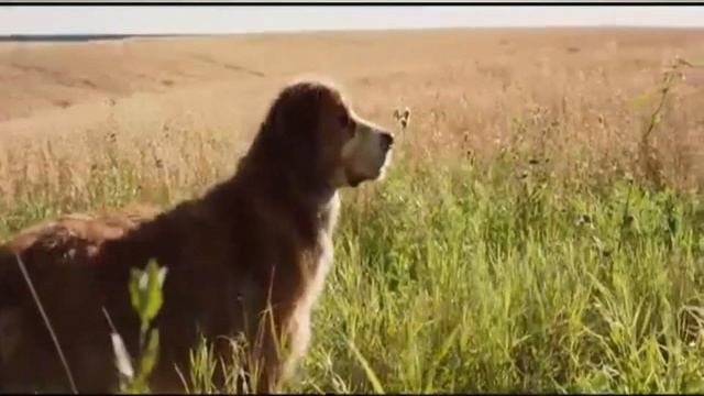 Can Dogs Understand Emotions ( FEAR)???