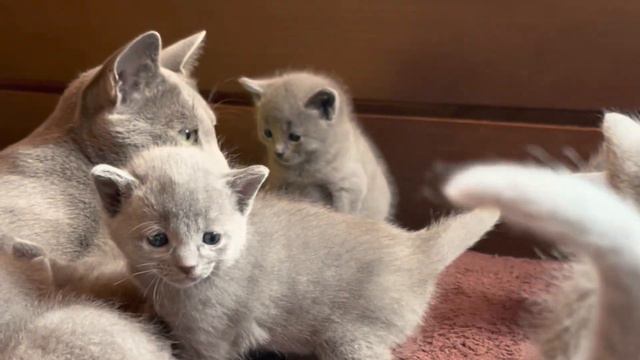 Котята Русской голубой породы