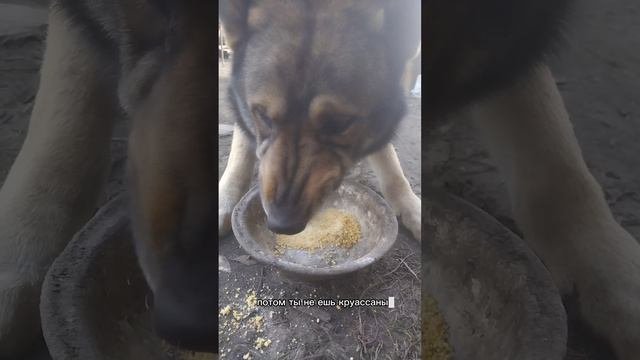 сначала ты не заводишь собаку