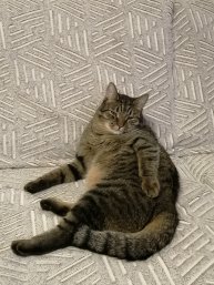 Кота разбудили. Милый котик.
