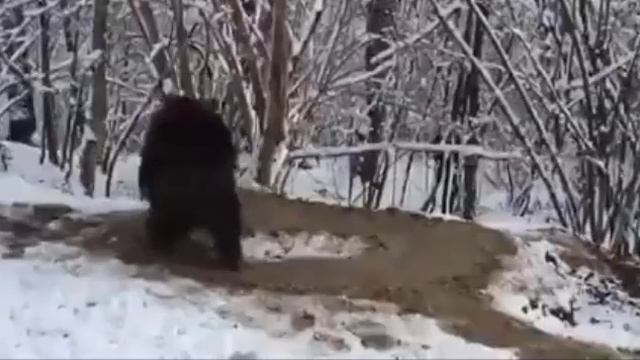 Медведь вышел на свободу