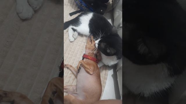 A Cozy Moment Between A Cat And A Dog   ViralHog