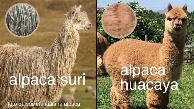 Fibre Tessili: L'alpaca, Cos'è E Da Dove Deriva