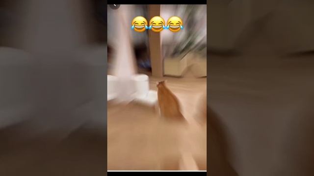 ТУПО ПОРЖАТЬ???????????