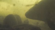 Крутое видео австралийских карпов от наших покупателей