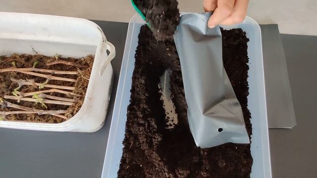 Rooting GRAPE Vines in Sphagnum Moss