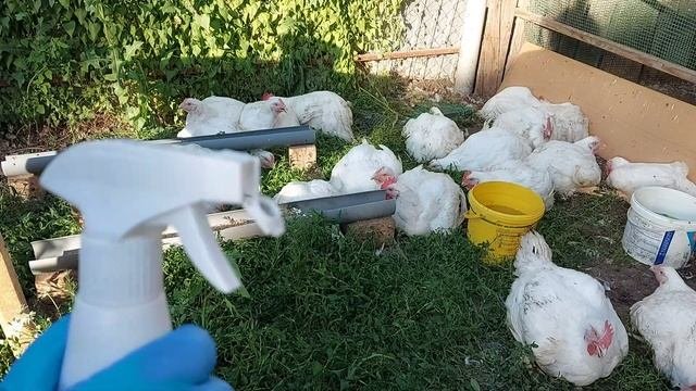 Избавляюсь от запаха помёта легко и дёшево в курятнике в загоне на выгуле.
